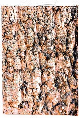 Обложка для документов Mitya Veselkov